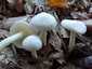 Elefántcsont-csigagomba (Hygrophorus eburneus), Őrség